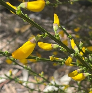 Cytisus scoparius subsp. scoparius at Googong, NSW - 9 Oct 2024