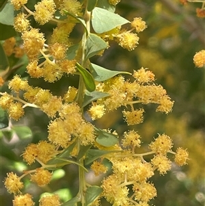 Acacia pravissima at Googong, NSW - 9 Oct 2024 11:31 AM