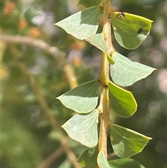 Acacia pravissima at Googong, NSW - 9 Oct 2024