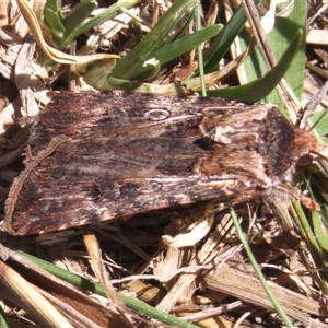 Agrotis munda at Kambah, ACT - 9 Oct 2024 11:15 AM