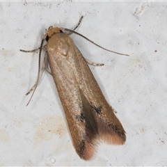 Tachystola hemisema (Chezela Group) at Melba, ACT - 6 Oct 2024 by kasiaaus