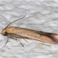 Tachystola hemisema at Melba, ACT - 6 Oct 2024 10:51 PM