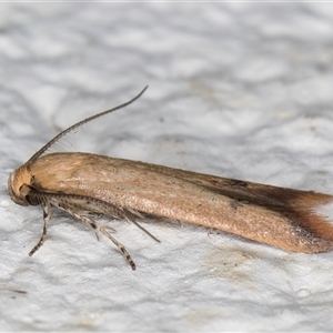 Tachystola hemisema at Melba, ACT - 6 Oct 2024 10:51 PM