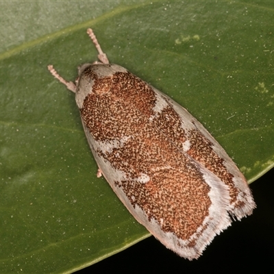 Euchaetis rhizobola (A Concealer moth (Wingia group)) at Melba, ACT - 6 Oct 2024 by kasiaaus