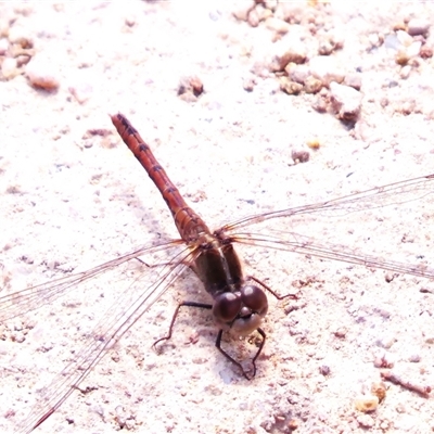 Diplacodes bipunctata (Wandering Percher) at Kambah, ACT - 8 Oct 2024 by JohnBundock