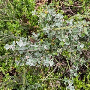 Correa alba var. alba at Yarraville, VIC - 12 Jul 2024