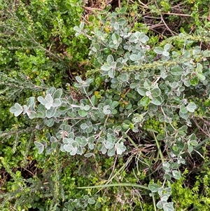 Correa alba var. alba at Yarraville, VIC - 12 Jul 2024 10:56 AM