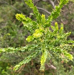 Acacia paradoxa (Kangaroo Thorn) at Yarraville, VIC - 12 Jul 2024 by Tapirlord