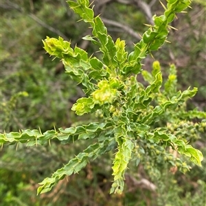 Acacia paradoxa at Yarraville, VIC - 12 Jul 2024