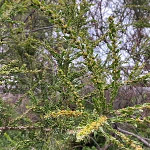 Acacia paradoxa at Yarraville, VIC - 12 Jul 2024