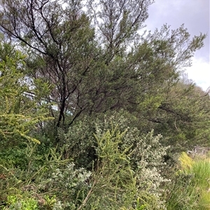 Acacia paradoxa at Yarraville, VIC - 12 Jul 2024