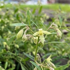 Clematis microphylla (Narrow-Leaf Headache Vine) at Yarraville, VIC - 12 Jul 2024 by Tapirlord