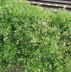 Clematis microphylla at Yarraville, VIC - 12 Jul 2024 10:52 AM