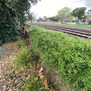 Clematis microphylla at Yarraville, VIC - 12 Jul 2024