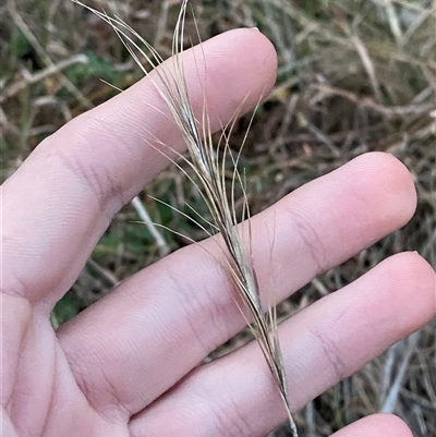 Anthosachne scabra (Common Wheat-grass) at Watson, ACT - 7 Jul 2024 by Tapirlord