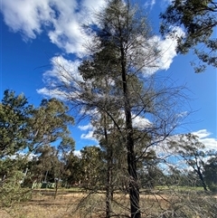 Allocasuarina luehmannii (Bulloak) at Springdale, NSW - 4 Jul 2024 by Tapirlord