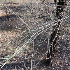 Allocasuarina luehmannii at Springdale, NSW - 4 Jul 2024