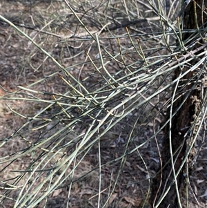 Allocasuarina luehmannii at Springdale, NSW - 4 Jul 2024