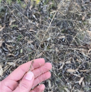 Panicum effusum at Springdale, NSW - 4 Jul 2024