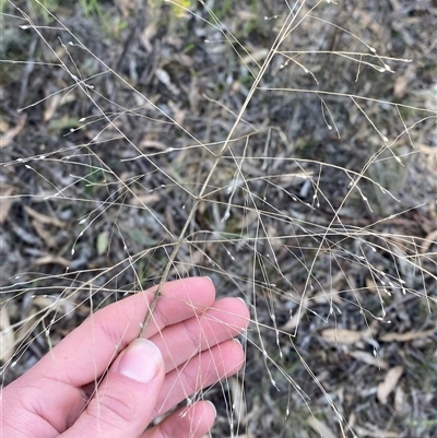 Panicum effusum (Hairy Panic Grass) at Springdale, NSW - 4 Jul 2024 by Tapirlord