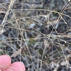 Panicum effusum at Springdale, NSW - 4 Jul 2024