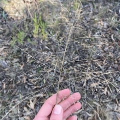 Panicum effusum at Springdale, NSW - 4 Jul 2024