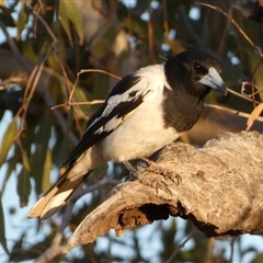 Cracticus nigrogularis at Peedamulla, WA - 7 Sep 2024 by Paul4K