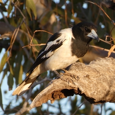 Cracticus nigrogularis at Peedamulla, WA - 7 Sep 2024 by Paul4K