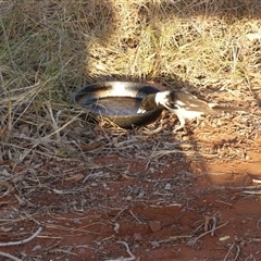 Cracticus nigrogularis at Peedamulla, WA - 8 Sep 2024 08:51 AM