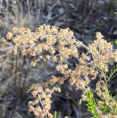 Cassinia sifton (Sifton Bush, Chinese Shrub) at Springdale, NSW - 4 Jul 2024 by Tapirlord