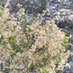 Cassinia sifton at Springdale, NSW - 4 Jul 2024