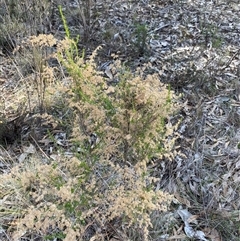 Cassinia sifton at Springdale, NSW - 4 Jul 2024 01:06 PM