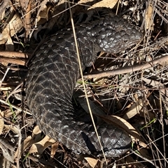 Tiliqua rugosa (Shingleback Lizard) at Springdale, NSW - 4 Jul 2024 by Tapirlord