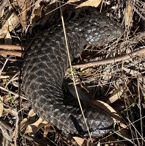 Tiliqua rugosa aspera at suppressed - suppressed