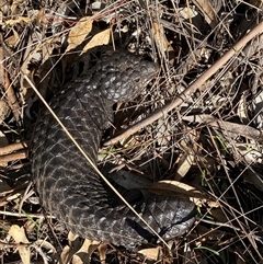 Tiliqua rugosa at Springdale, NSW - 4 Jul 2024