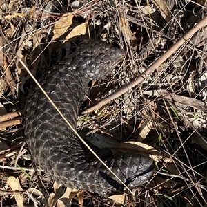 Tiliqua rugosa at Springdale, NSW - 4 Jul 2024