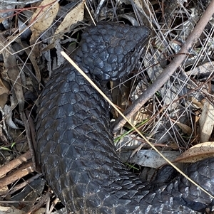 Tiliqua rugosa at Springdale, NSW - 4 Jul 2024