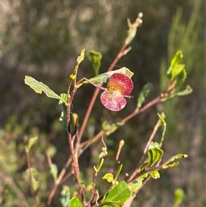 Dodonaea viscosa subsp. cuneata at Springdale, NSW - 4 Jul 2024