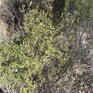 Dodonaea viscosa subsp. cuneata at Springdale, NSW - 4 Jul 2024