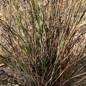 Dianella revoluta var. revoluta (Black-Anther Flax Lily) at Springdale, NSW by Tapirlord