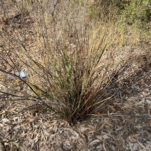 Dianella revoluta var. revoluta at Springdale, NSW - 4 Jul 2024