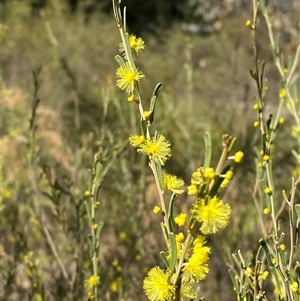 Acacia flexifolia (Bent-leaf Wattle) at Springdale, NSW by Tapirlord