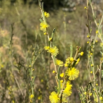 Acacia flexifolia (Bent-leaf Wattle) at Springdale, NSW - 4 Jul 2024 by Tapirlord