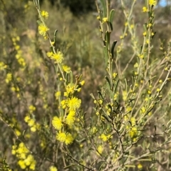 Acacia flexifolia at Springdale, NSW - 4 Jul 2024