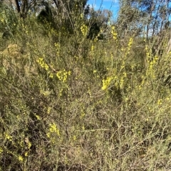 Acacia flexifolia at Springdale, NSW - 4 Jul 2024 01:01 PM