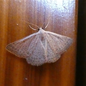 Unidentified Moth (Lepidoptera) at Peedamulla, WA by Paul4K