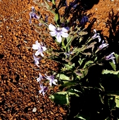 Unidentified Other Wildflower or Herb at Peedamulla, WA - 8 Sep 2024 by Paul4K