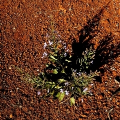 Goodenia stobbsiana at Peedamulla, WA - 8 Sep 2024 10:15 AM