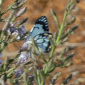 Unidentified Butterfly (Lepidoptera, Rhopalocera) at Peedamulla, WA by Paul4K