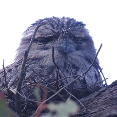 Podargus strigoides (Tawny Frogmouth) at Kambah, ACT - 9 Oct 2024 by JohnBundock